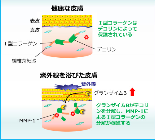 図１：紫外線によるⅠ型コラーゲン分解のイメージ