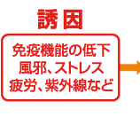 誘因 免疫機能の低下、風邪、ストレス、疲労、紫外線など →