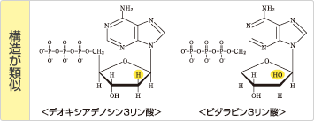 構造が類似