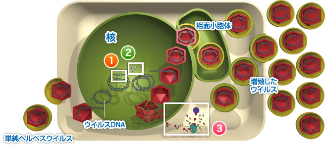単純ヘルペスウイルスの増殖の流れ