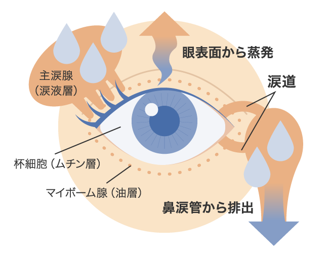 7. 風にさらされる