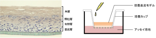 図２_１：三次元培養表皮モデル