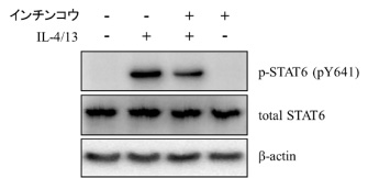 図６：STAT6リン酸化のインチンコウエキスによる抑制作用