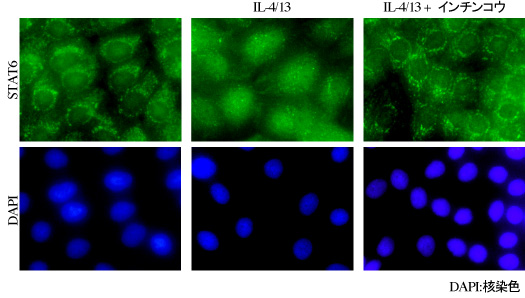 図７：STAT6核内移行のインチンコウエキスによる抑制作用