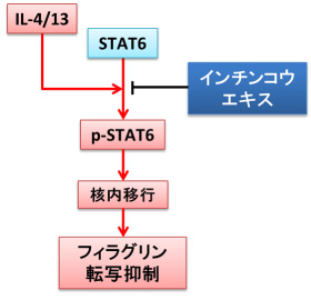 図８：Th2サイトカインによるフィラグリン発現低下に対するインチンコウエキスの作用点