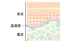 図1：皮膚イメージ図