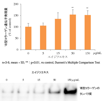 図３：エイジツエキスによる表皮角化細胞のⅦ型コラーゲン産生促進作用