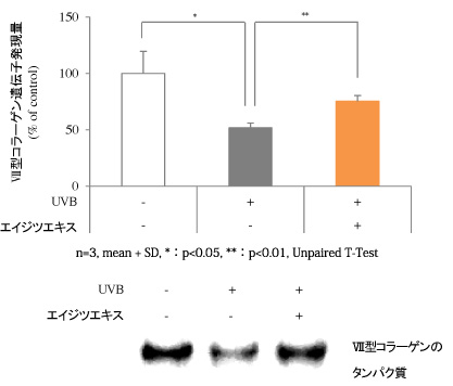 図５：エイジツエキスのUVB照射によるⅦ型コラーゲンの減少の抑制作用