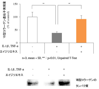 図６：エイジツエキスのサイトカインによるⅦ型コラーゲンの減少の抑制作用