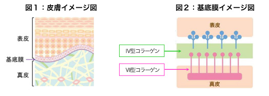 図1：皮膚イメージ図／図２：基底膜イメージ図