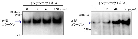 図６：インチンコウエキスによる三次元培養表皮モデルの　Ⅳ型コラーゲン、Ⅶ型コラーゲン増加作用