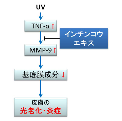 図７：インチンコウエキスの皮膚の光老化に対する効果（仮説）