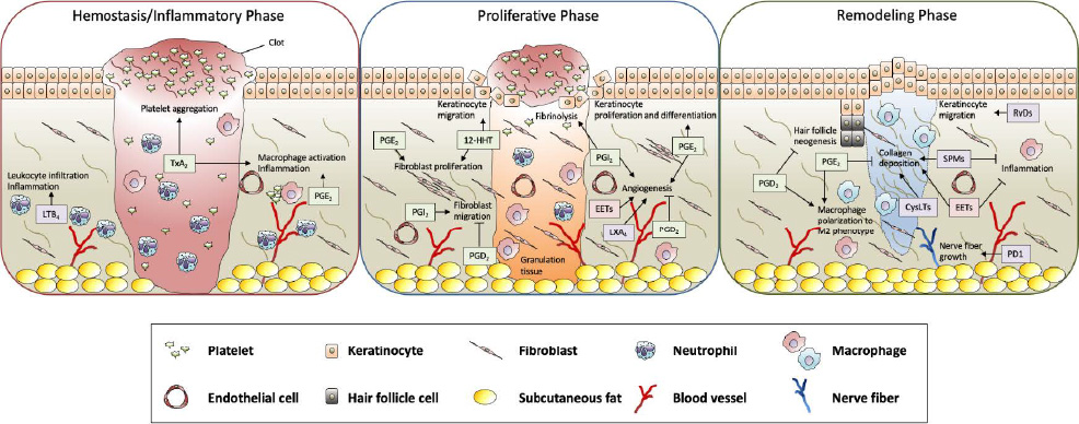 図：皮膚創傷治癒過程における生理活性脂質の機能