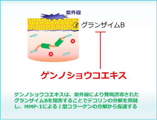 図２：ゲンノショウコエキスのⅠ型コラーゲン保護作用