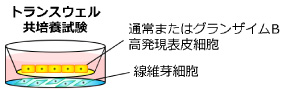 図_トランスウェル共培養試験