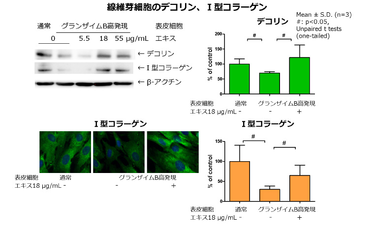 図５：ゲンノショウコエキスによるデコリン、Ⅰ型コラーゲン分解抑制作用（グランザイムB高発現表皮細胞）