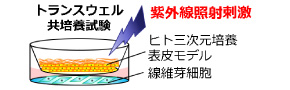 図_トランスウェル共培養試験_紫外線照射刺激