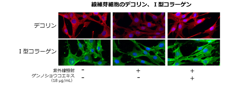 図６：ゲンノショウコエキスによるデコリン、Ⅰ型コラーゲン分解抑制作用（紫外線照射）