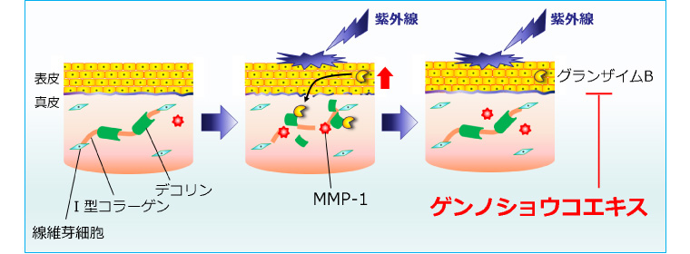 図７：ゲンノショウコエキスのⅠ型コラーゲン保護作用