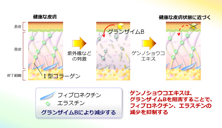 図１：ゲンノショウコエキスのⅠ型コラーゲン構造維持作用のイメージ