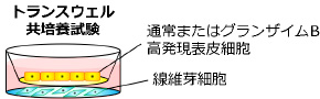 図_トランスウェル共培養試験