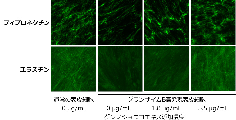 図２：ゲンノショウコエキスによるフィブロネクチン、エラスチン減少抑制作用