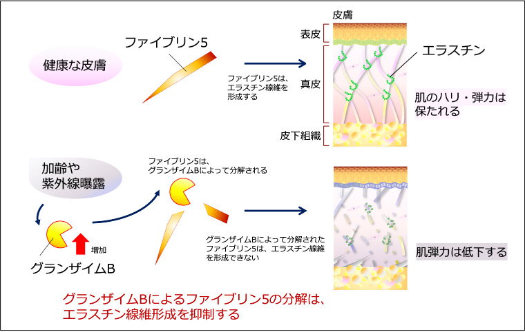 図１：ファイブリン5のエラスチン線維形成作用に及ぼすグランザイムBの影響