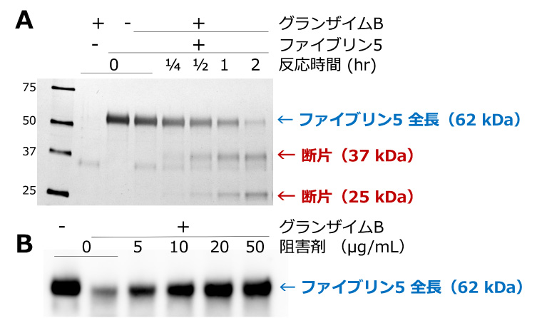 図２：グランザイムBによるファイブリン5分解作用