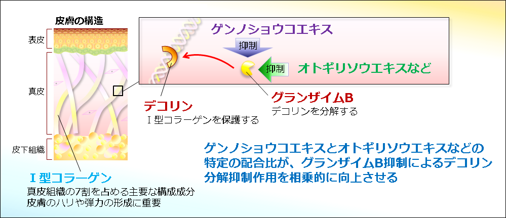 図１： 特許取得したＩ型コラーゲンを効率よく保護する作用のイメージ