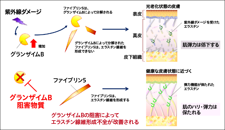 図１：グランザイムB阻害によるエラスチン線維の紫外線ダメージ軽減作用のイメージ