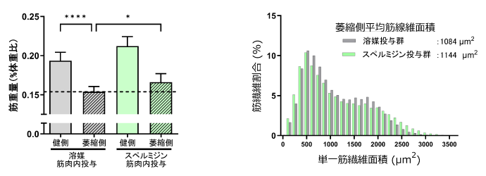 図1：スペルミジン筋肉内投与による筋重量低下の改善（左）および筋線維面積の増大（右）