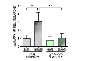 図2️：スペルミジン筋肉内投与による筋萎縮関連遺伝子の発現抑制