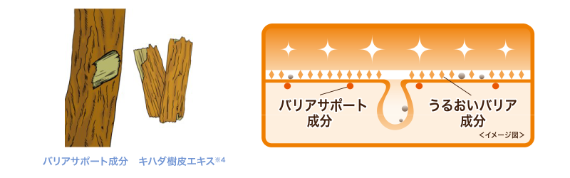 バリアサポート成分　キハダ樹皮エキス　うるおいバリア成分 イメージ