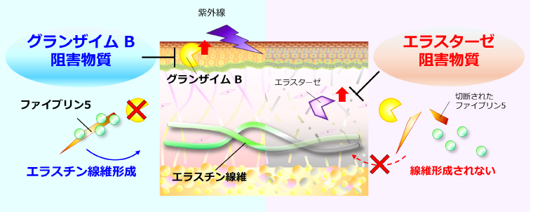 図1:紫外線照射によるエラスチン線維形成不全改善作用のイメージ
