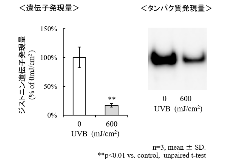 図1-a：ヒト三次元培養表皮モデルを用いたUVB照射によるジストニン遺伝子およびタンパク質発現低下誘導