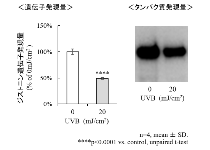 図1-b：単層ヒト表皮角化細胞を用いたUVB照射によるジストニン遺伝子およびタンパク質発現低下誘導