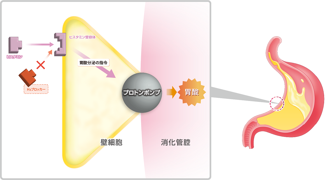 胃酸を出す“指令”をブロックして、胃酸の量をおさえるイメージ