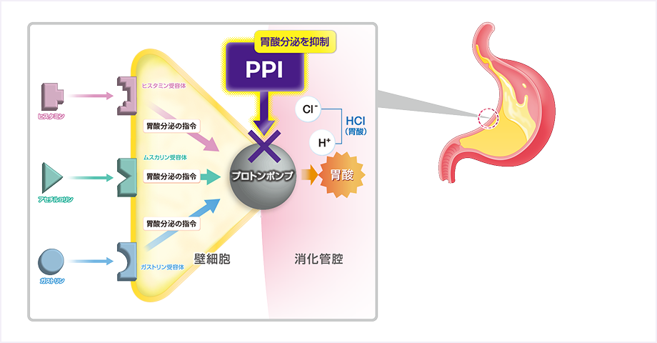 「胃酸逆流などによる胸やけ」や「過剰な胃酸分泌 による胃痛」にすぐれた効果を発揮