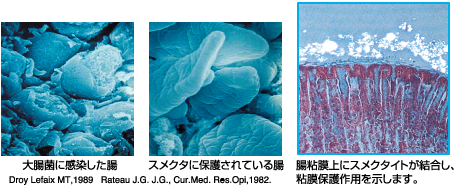 スメクタテスミンの粘膜保護イメージ