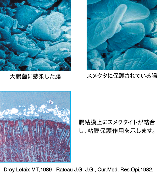 スメクタテスミンの粘膜保護イメージ